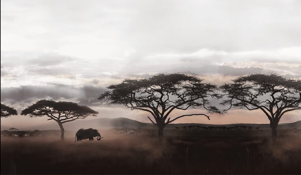 Wilder afrikanischer Elefant in der Savanne. Serengeti Nationalpark, Tansania.