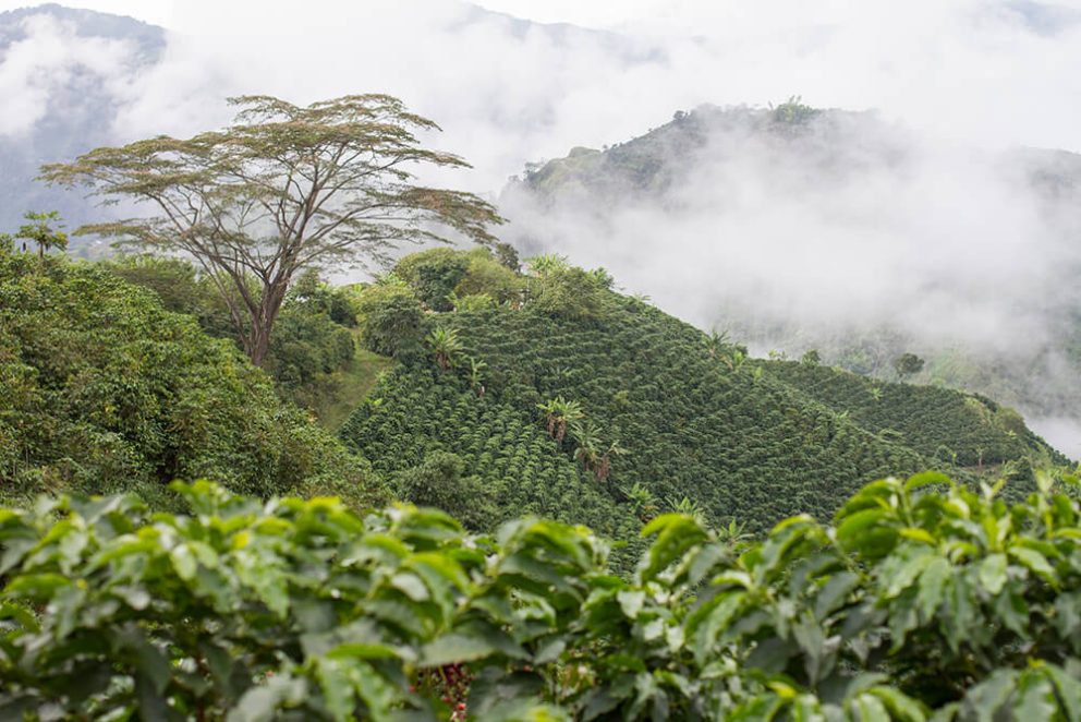 Landschaft Fresno, Coffee Region, Colombia