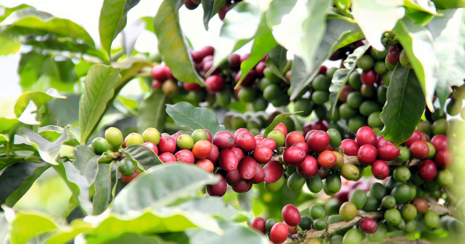 reife und unreife Kaffeekirschan am Kaffeebaum