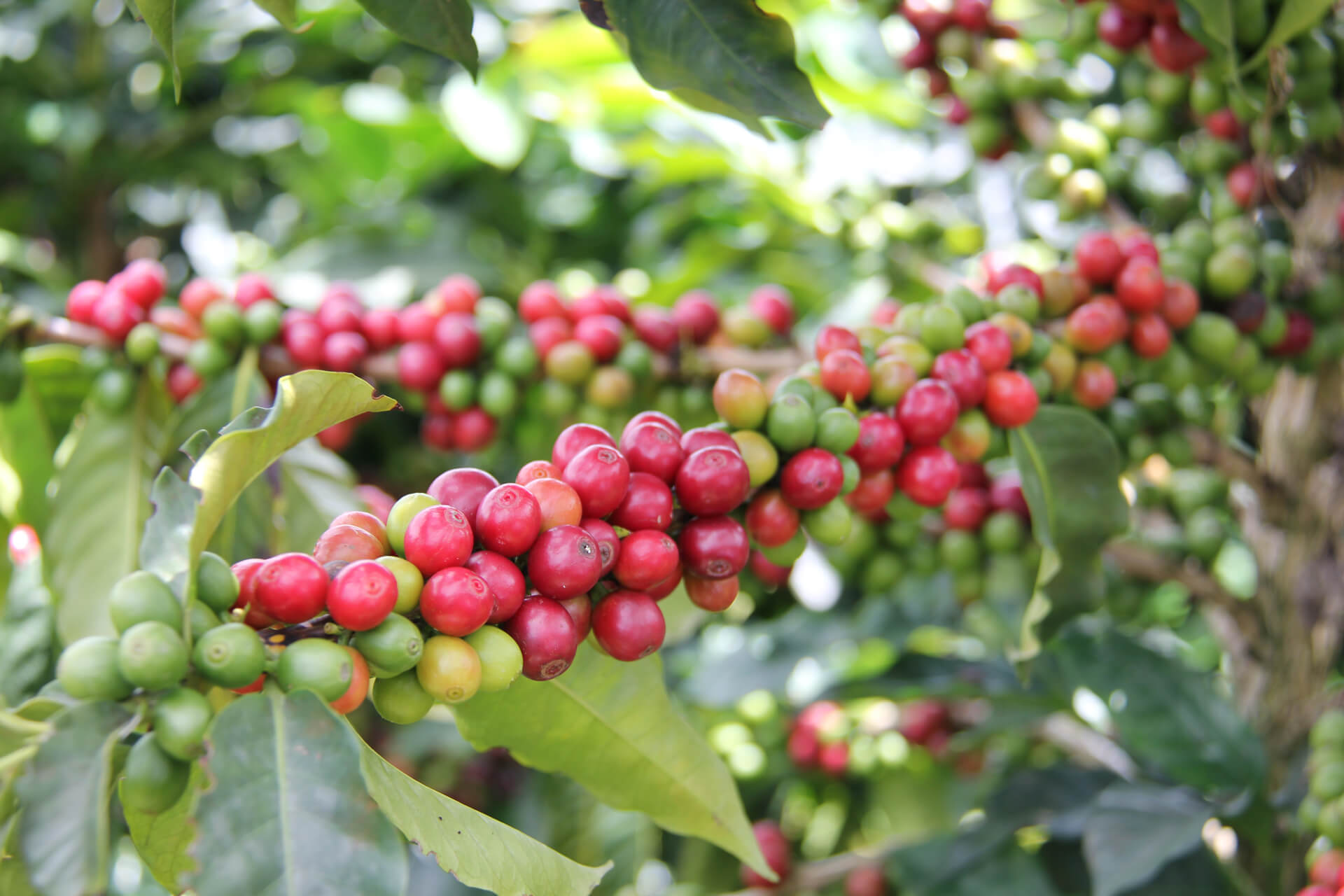 Reife und unreife Kaffeekirschen am Kaffebaum