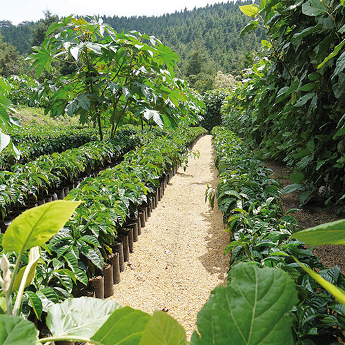 Kaffeepflanzen auf einer Kaffeplantage