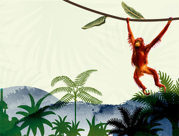 Orang Utan schwingt an einer LIane