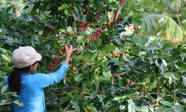 Kaffeebäuerin erntet reife Kaffeekirschen von Hand