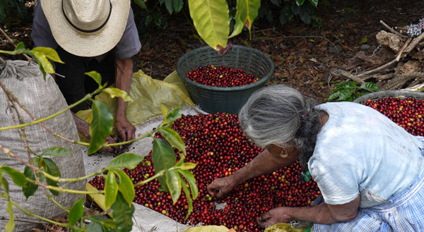 Kaffeebauern streifen reife Kaffeekirschen ab