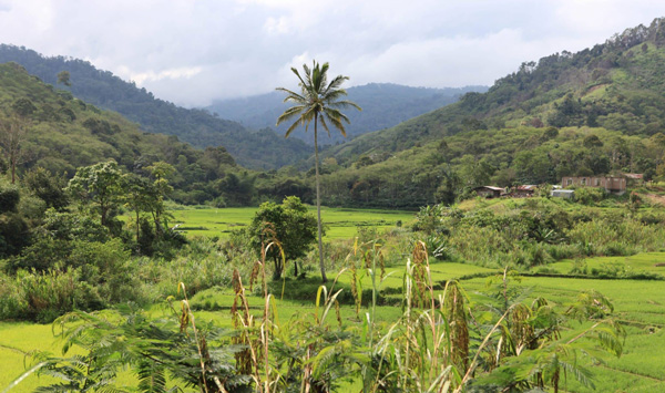 Kaffeeplantage Indonesien