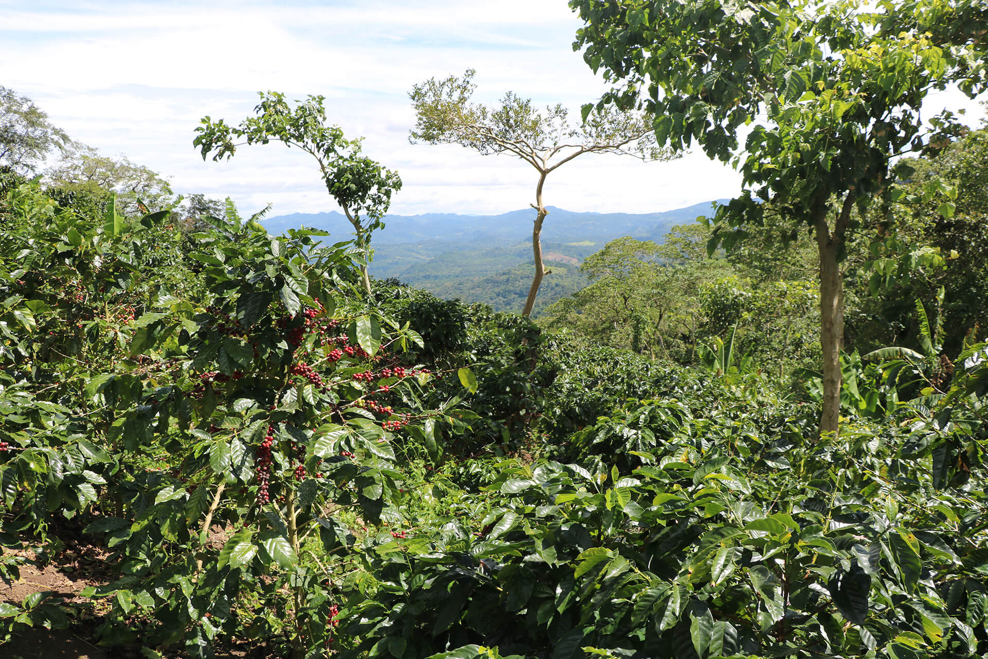 Kaffeeplantage Nicaragua