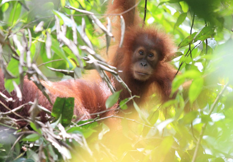 Baby-Orang-Utan im Baum