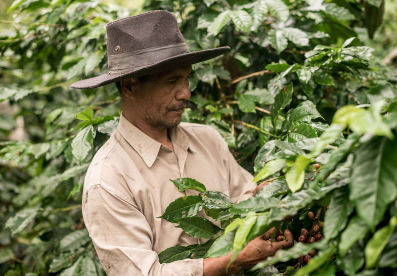 Kaffeebauern pflückt reife Kaffeekirschen