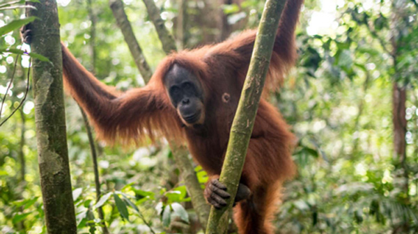 Orang Utan im Baum