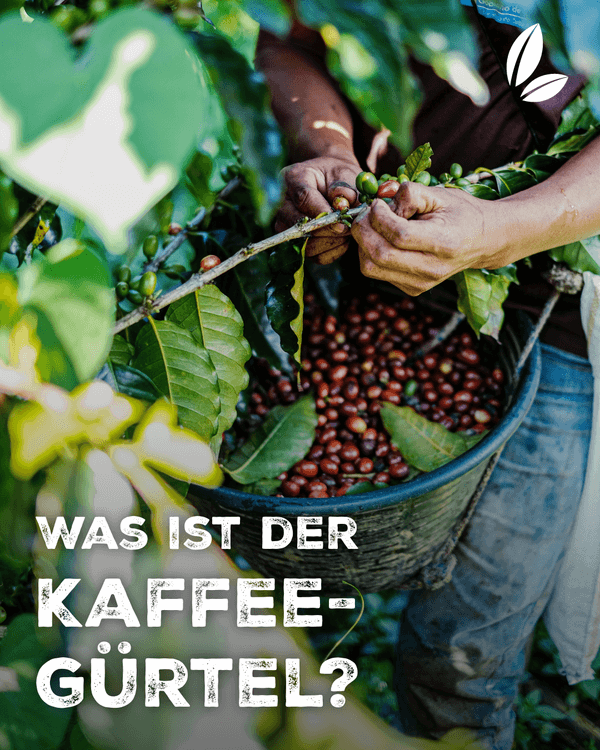 Person pflückt Kaffeekirschen von der Kaffeepflanze